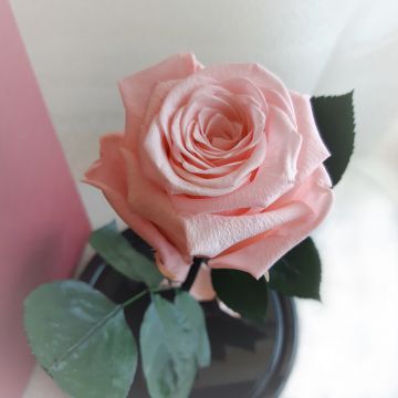 Роза в колбе "Pink"